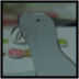 Seal．海豹